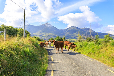 Cows on the road, Killarney National Park, County Kerry, Munster, Republic of Ireland, Europe