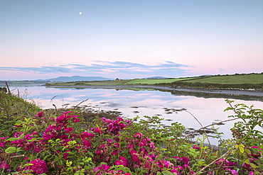 Wild flowers in meadows by the sea, Cahersiveen, County Kerry, Munster, Republic of Ireland, Europe