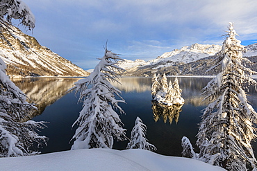 Snow covered trees on the shore of frozen Lake Sils, Plaun da Lej, Maloja Region, Canton of Graubunden, Engadine, Switzerland, Europe