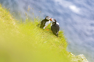 Atlantic puffins on grass, Kalsoy Island, Faroe Islands, Denmark, Europe