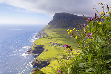 Wild flowers on top of rocks, Gasadalur, Vagar Island, Faroe Islands, Denmark, Europe