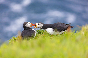 Atlantic puffins on grass, Mykines Island, Faroe Islands, Denmark, Europe