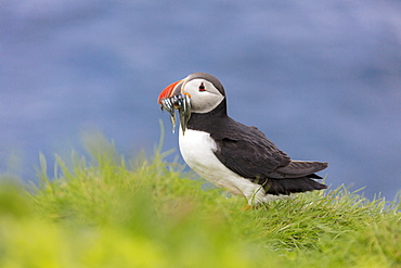 Atlantic puffin with catch in the beak, Mykines Island, Faroe Islands, Denmark, Europe