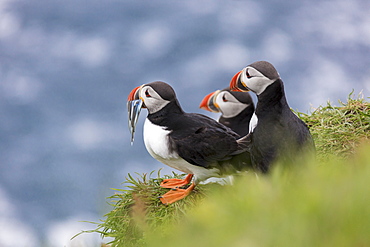 Atlantic puffins with fish in the beak, Mykines Island, Faroe Islands, Denmark, Europe