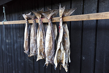 Dried stockfish, Giogv, Eysturoy Island, Faroe Islands, Denmark, Europe