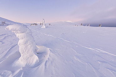 Frozen dwarf shrub in the snow, Pallas-Yllastunturi National Park, Muonio, Lapland, Finland, Europe