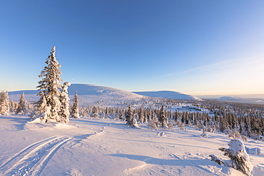 Sun on the snowy woods, Pallas-Yllastunturi National Park, Muonio, Lapland, Finland, Europe