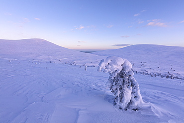 Isolated frozen tree in the snowy landscape, Pallas-Yllastunturi National Park, Muonio, Lapland, Finland, Europe