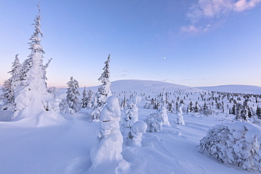 Frozen dwarf shrub and trees, Pallas-Yllastunturi National Park, Muonio, Lapland, Finland, Europe