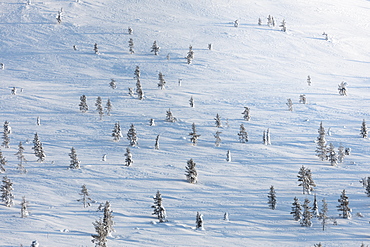 Trees in the snow, Pallas-Yllastunturi National Park, Muonio, Lapland, Finland, Europe