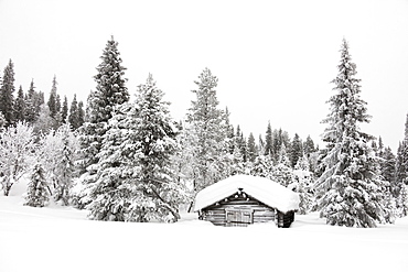 Wood hut in the snow, Levi, Kittila, Lapland, Finland, Europe