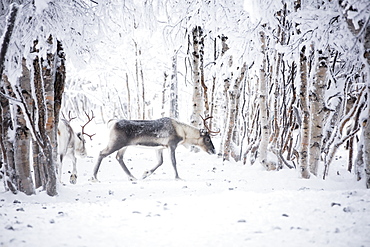 Reindeer in the frozen wood, Levi, Kittila, Lapland, Finland, Europe