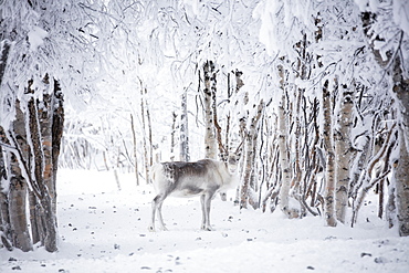 Reindeer in the frozen wood, Levi, Kittila, Lapland, Finland, Europe