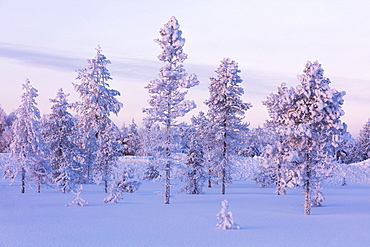 Frozen trees in the snowy woods, Luosto, Sodankyla municipality, Lapland, Finland, Europe