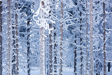 Frozen tree trunks in the forest, Sodankyla, Lapland, Finland, Europe