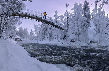 Hiker on suspension bridge above Myllykoski rapids, Juuma, Oulanka National Park, Kuusamo, Lapland, Finland, Europe