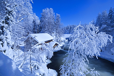 Frozen trees above Myllykoski rapids and old mill, Juuma, Oulanka National Park, Kuusamo, Lapland, Finland, Europe