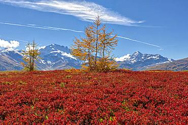 Red plants and Cima Piazzi in the background, Val Vezzola, Valdidentro, Valtellina, Sondrio province, Lombardy, Italy, Europe