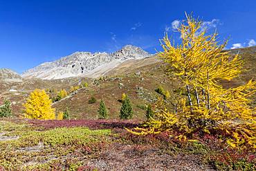 Yellow larches during autumn, Val Vezzola, Valdidentro, Valtellina, Sondrio province, Lombardy, Italy, Europe