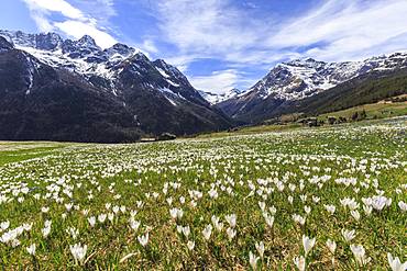 Meadows of crocus in bloom, Bracciascia alp, Malenco Valley, province of Sondrio, Valtellina, Lombardy, Italy, Europe