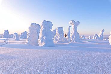 Hiker among frozen trees, Riisitunturi National Park, Posio, Lapland, Finland, Europe