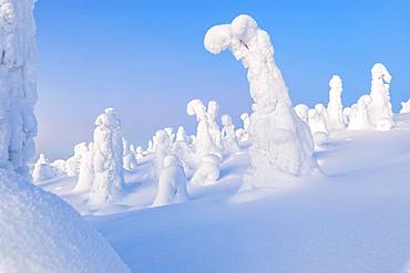 Trees covered with ice and snow, Riisitunturi National Park, Posio, Lapland, Finland, Europe