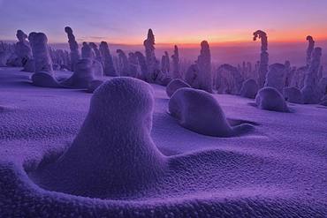 Frozen dwarf shrubs at sunset, Riisitunturi National Park, Posio, Lapland, Finland, Europe