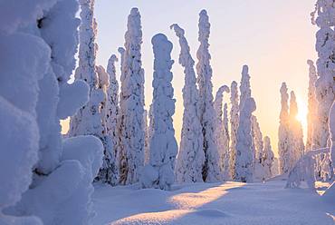 Frozen spruce and pine trees, Riisitunturi National Park, Posio, Lapland, Finland, Europe