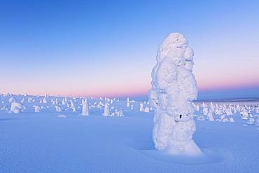 Lone frozen tree in the snowy woods, Riisitunturi National Park, Posio, Lapland, Finland, Europe