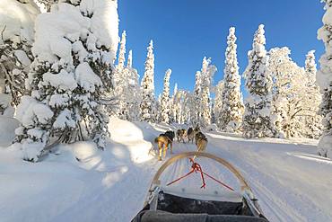 Dog sledding, Kuusamo, Northern Ostrobothnia region, Lapland, Finland, Europe