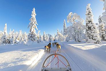 Dog sledding, Kuusamo, Northern Ostrobothnia region, Lapland, Finland, Europe