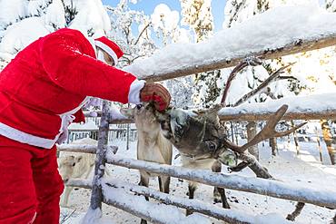 Santa Claus feeding reindeer, Ruka (Kuusamo), Northern Ostrobothnia region, Lapland, Finland, Europe