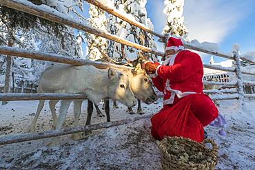 Santa Claus feeding reindeer, Ruka (Kuusamo), Northern Ostrobothnia region, Lapland, Finland, Europe