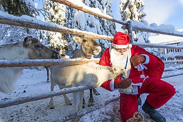 Santa Claus caresses the reindeer, Ruka (Kuusamo), Northern Ostrobothnia region, Lapland, Finland, Europe