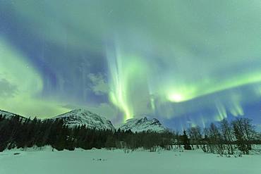 Northern Lights (Aurora borealis), Skoddebergvatnet, Grovfjord, Troms county, Lofoten Islands, Nordland, Norway, Europe