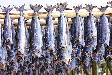 Stockfish on wood racks, Lofoten Islands, Nordland, Norway, Europe