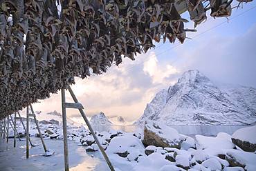 Stockfish on wood racks, Reine Bay, Lofoten Islands, Nordland, Norway, Europe