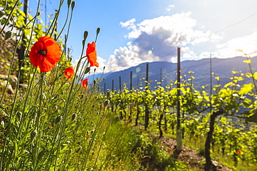 Red poppies and vineyards, Bianzone, Sondrio province, Valtellina, Lombardy, Italy, Europe