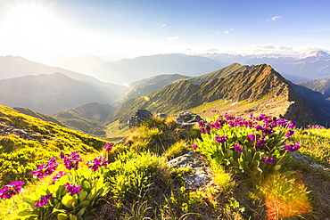 Wild flowers on Monte Azzarini with Monte Pedena and Albaredo Valley in the background, Orobie Alps, Lombardy, Italy, Europe