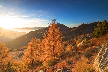 Sunburst on colorful larches during fall season, Alpe Arcoglio Valmalenco, Valtellina, Lombardy, Italy, Europe