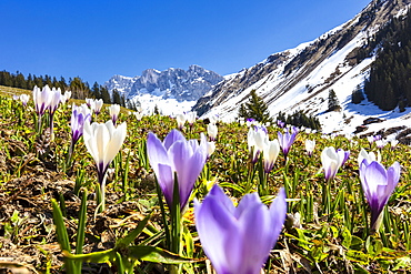 Close-up of crocus flowers in bloom, Partnun, Prattigau, Davos, canton of Graubunden, Switzerland, Europe