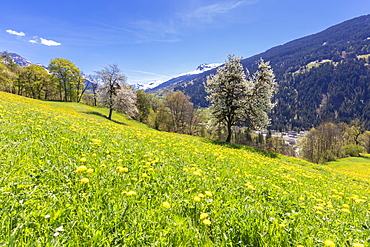 Yellow wildflowers on grass fields in spring, Luzein, Prattigau-Davos region, canton of Graubunden, Switzerland, Europe