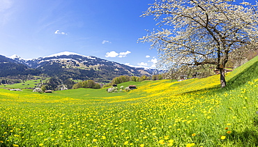 Panoramic of green meadows and wildflowers in spring, Luzein, Prattigau-Davos region, Canton of Graubunden, Switzerland, Europe