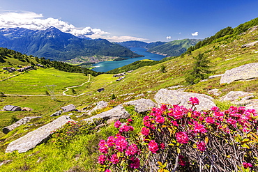 Rhododendrons on Monte Berlinghera with Alpe di Mezzo and Alpe Pesceda in the background, Sondrio province, Lombardy, Italy, Europe