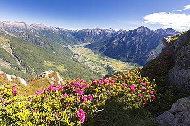 Rhododendrons on Monte Berlinghera with Chiavenna Valley in the background, Sondrio province, Lombardy, Italy, Europe