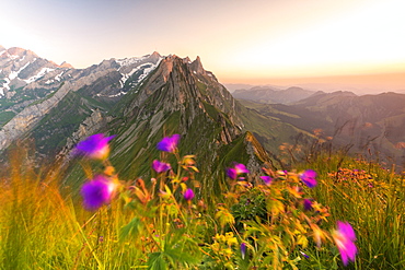 Wild flowers on top of Schafler with the rocky peak Santis in the background, Appenzell Innerrhoden, Switzerland, Europe