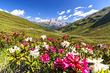 White and fuchsia coloured rhododendrons, Spluga Pass, canton of Graubunden, Switzerland, Europe