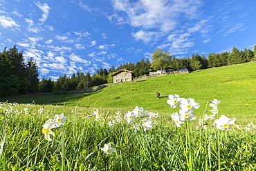 Daffodils (Narcissus) in spring, Olano, Corte, Valgerola, Valtellina, Sondrio province, Lombardy, Italy, Europe