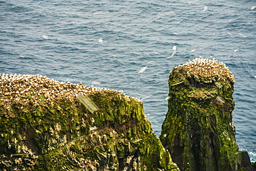 Colony of Northern Gannets (Morus bassanus), Mykines island, Faroe Islands, Denmark, Europe