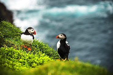 Couple of Atlantic puffins on cliff, Mykines island, Faroe Islands, Denmark, Europe